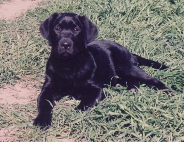 Lucy as a puppy.