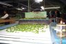 Kerian sizer where sprouts are mechanically sized for uniformity in packing