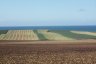 view of sprout field - harvester in background near ocean, foreground is field that has already been harvested and disced