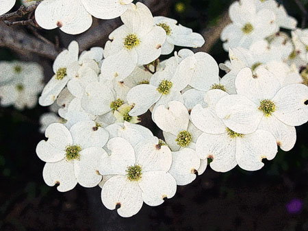 White Dogwood